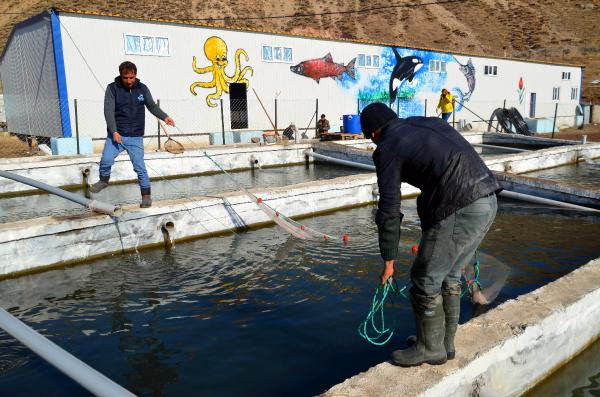Muş'tan Japonya'ya da somon ihracı