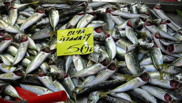 Çanakkale balık piyasası hareketli