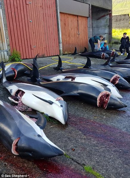 Faroe Adaları'nda 1.428 balina ve yunus öldürüldü