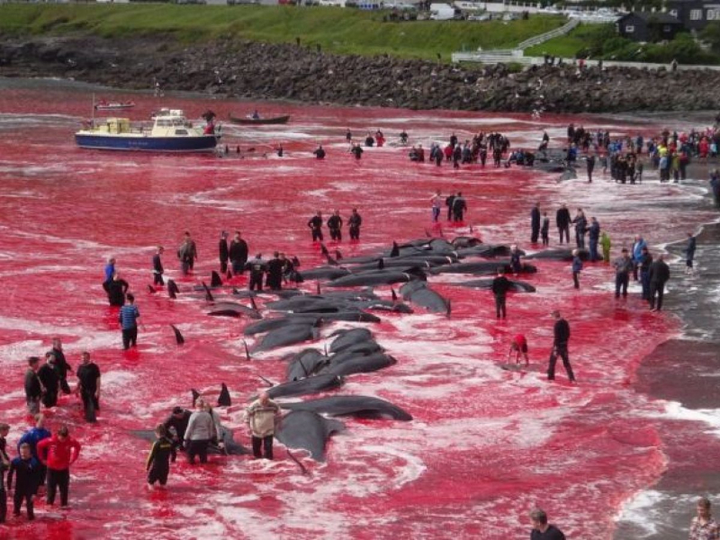 Faroe Adaları'nda 1.428 balina ve yunus öldürüldü