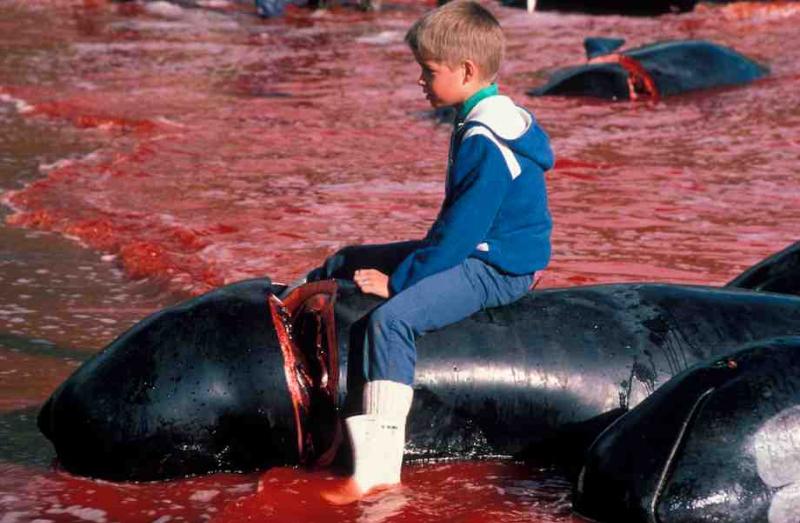 Faroe Adaları'nda 1.428 balina ve yunus öldürüldü