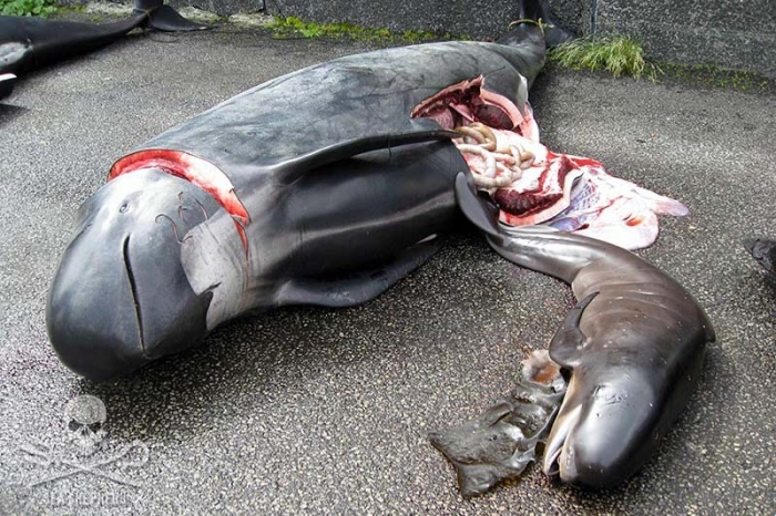 Faroe Adaları'nda 1.428 balina ve yunus öldürüldü