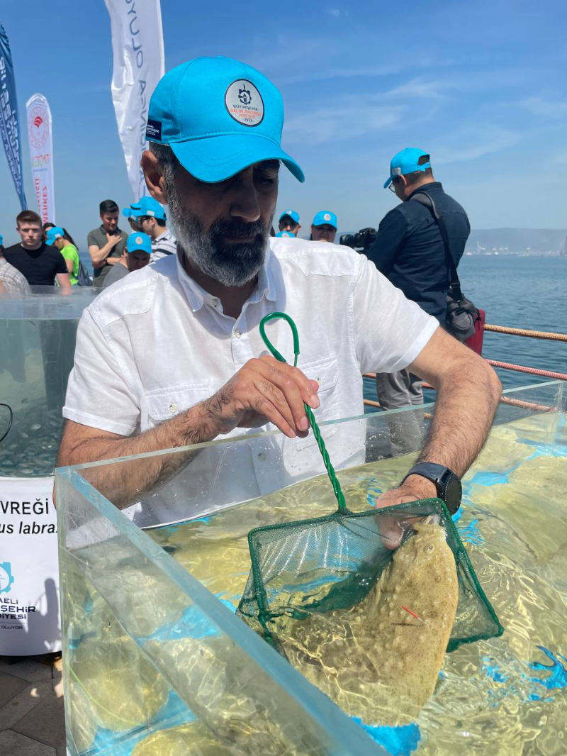 İzmit Körfezi'ne 6 bin çipura, levrek ve kalkan bırakıldı