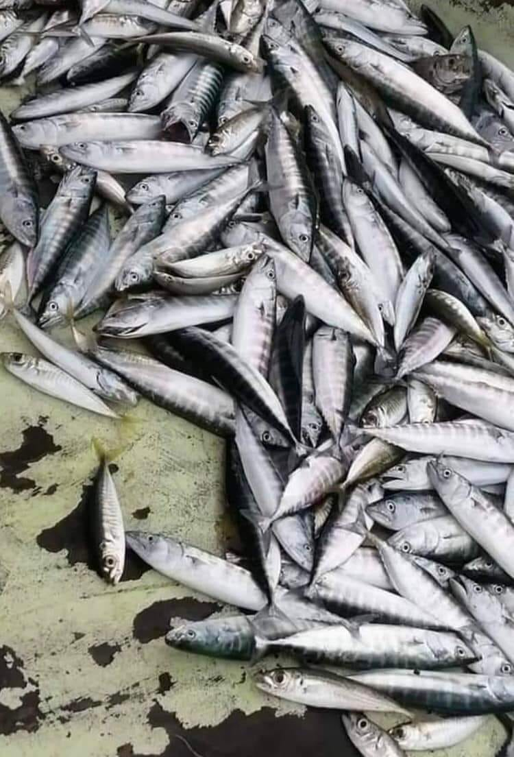 Karadeniz'den bebek palamut manzaraları (YORUMSUZ)