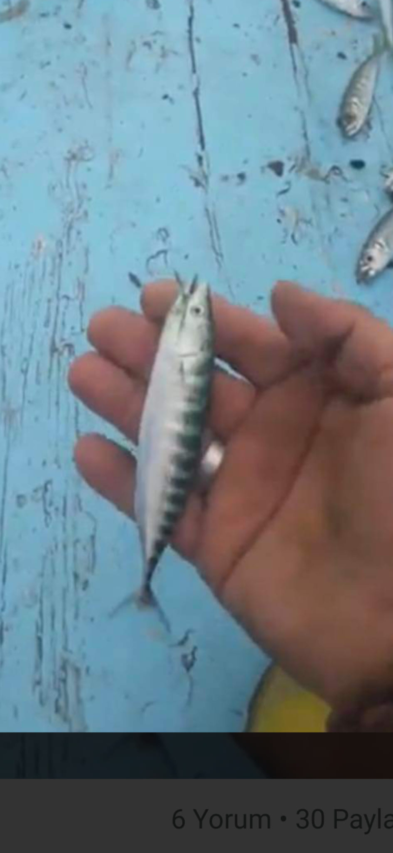 Karadeniz'den bebek palamut manzaraları (YORUMSUZ)