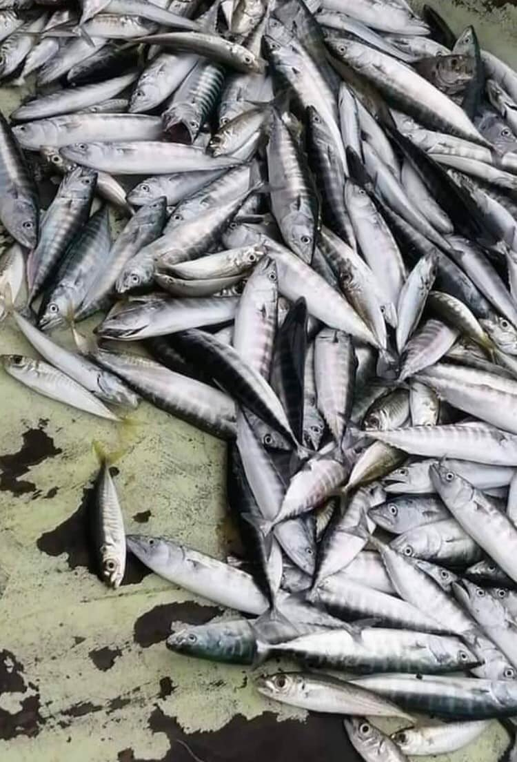 Karadeniz'den bebek palamut manzaraları (YORUMSUZ)