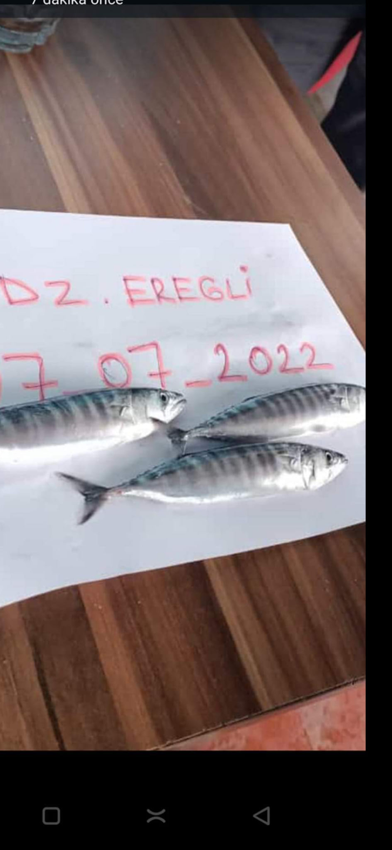 Karadeniz'den bebek palamut manzaraları (YORUMSUZ)