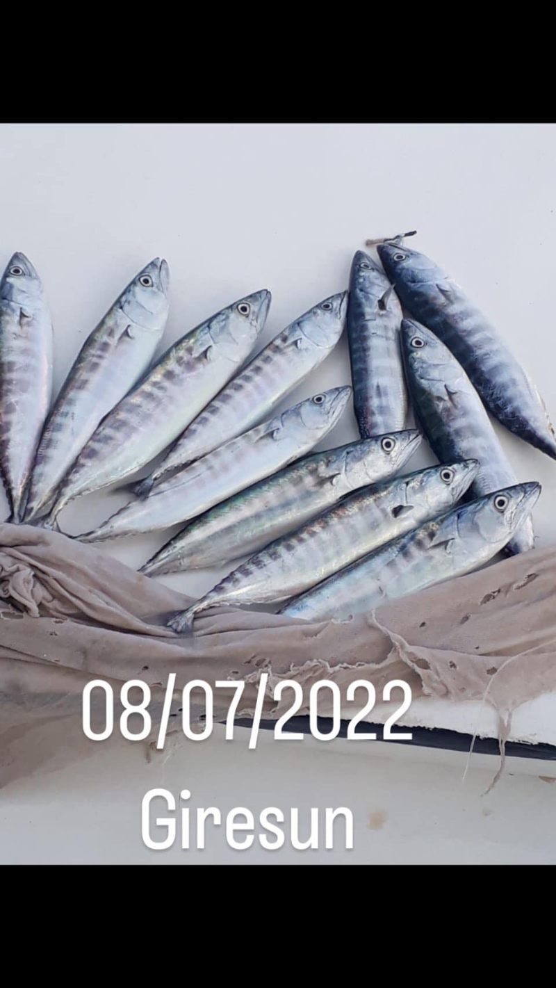 Karadeniz'den bebek palamut manzaraları (YORUMSUZ)