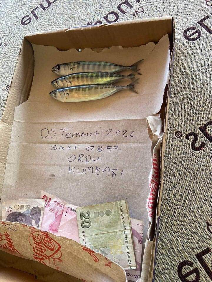 Karadeniz'den bebek palamut manzaraları (YORUMSUZ)