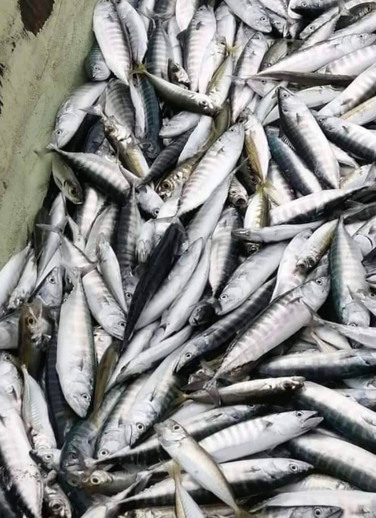 Karadeniz'den bebek palamut manzaraları (YORUMSUZ)