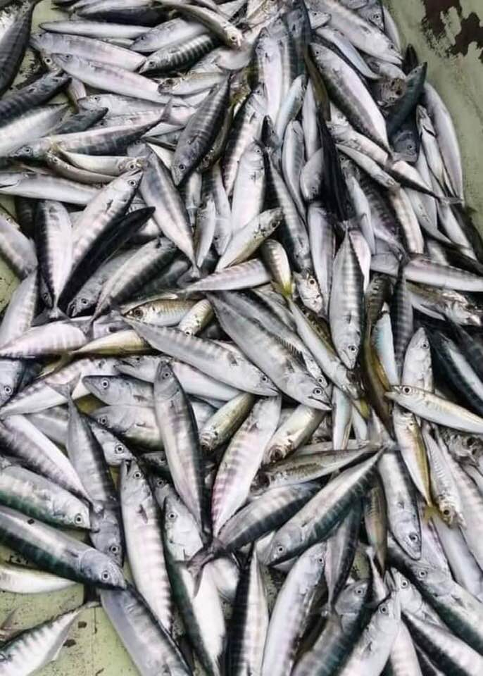 Karadeniz'den bebek palamut manzaraları (YORUMSUZ)
