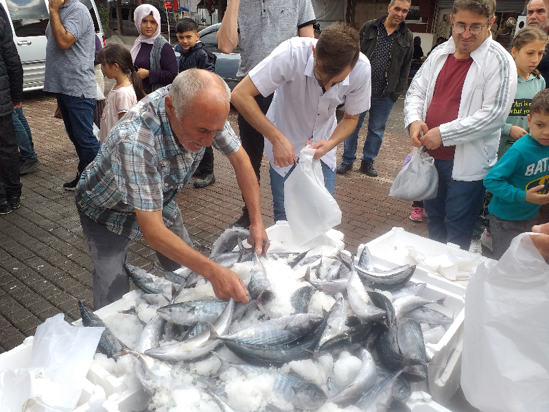 Zonguldak'ta palamut bolluğu fiyatlara yansıdı