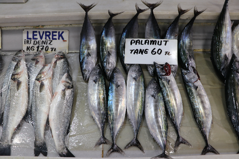 Bu sene Palamut bol ve balıkçı mutlu