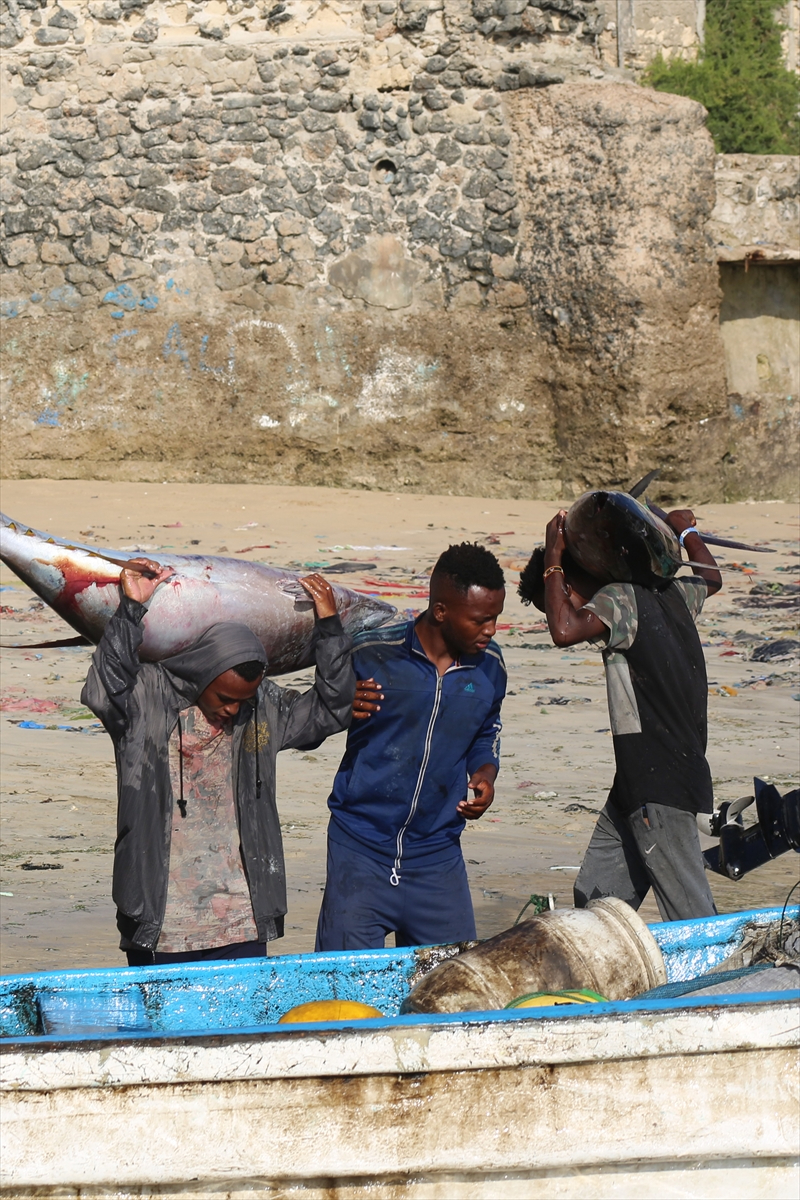 Somali'de balıkçı tekneleri her sabah köpek balıkları için açılıyor