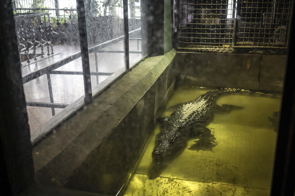 Savaşın gölgesinde akvaryumda ısıtma mesaisi