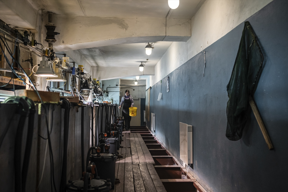 Savaşın gölgesinde akvaryumda ısıtma mesaisi