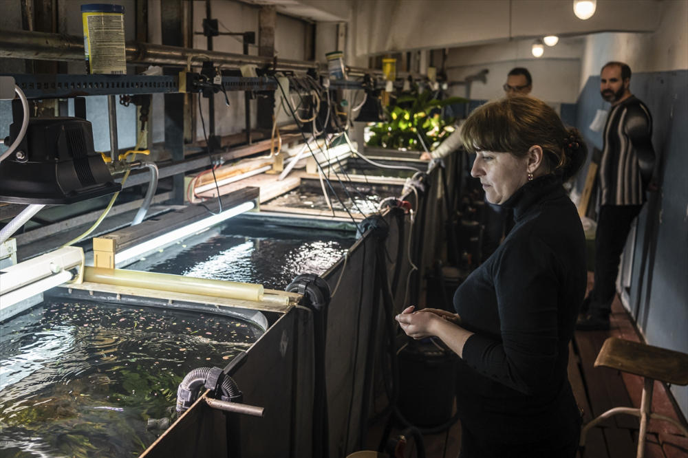 Savaşın gölgesinde akvaryumda ısıtma mesaisi