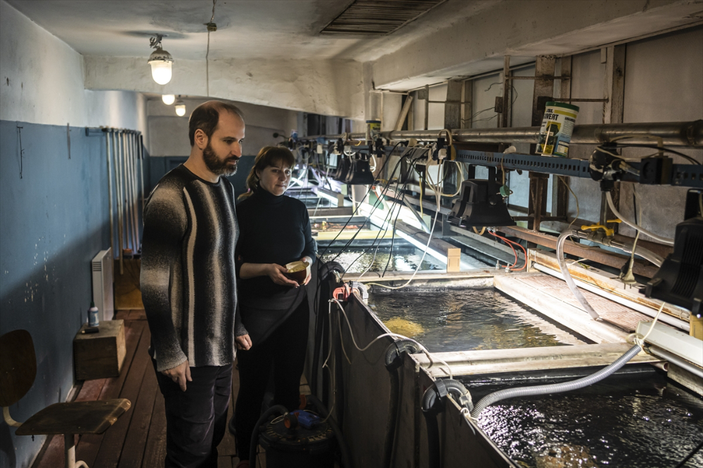 Savaşın gölgesinde akvaryumda ısıtma mesaisi