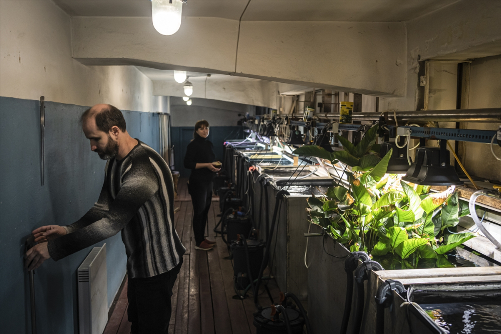 Savaşın gölgesinde akvaryumda ısıtma mesaisi