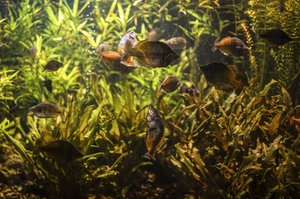 Savaşın gölgesinde akvaryumda ısıtma mesaisi