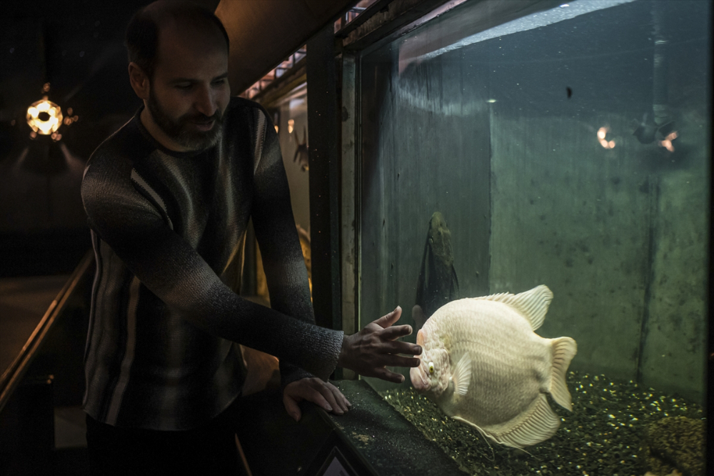 Savaşın gölgesinde akvaryumda ısıtma mesaisi