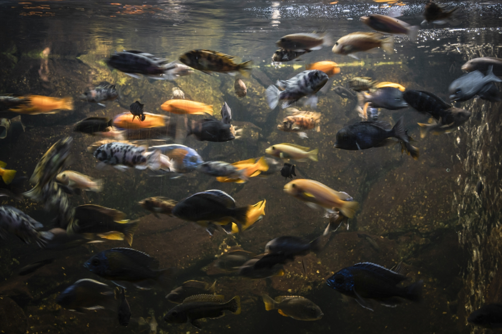 Savaşın gölgesinde akvaryumda ısıtma mesaisi