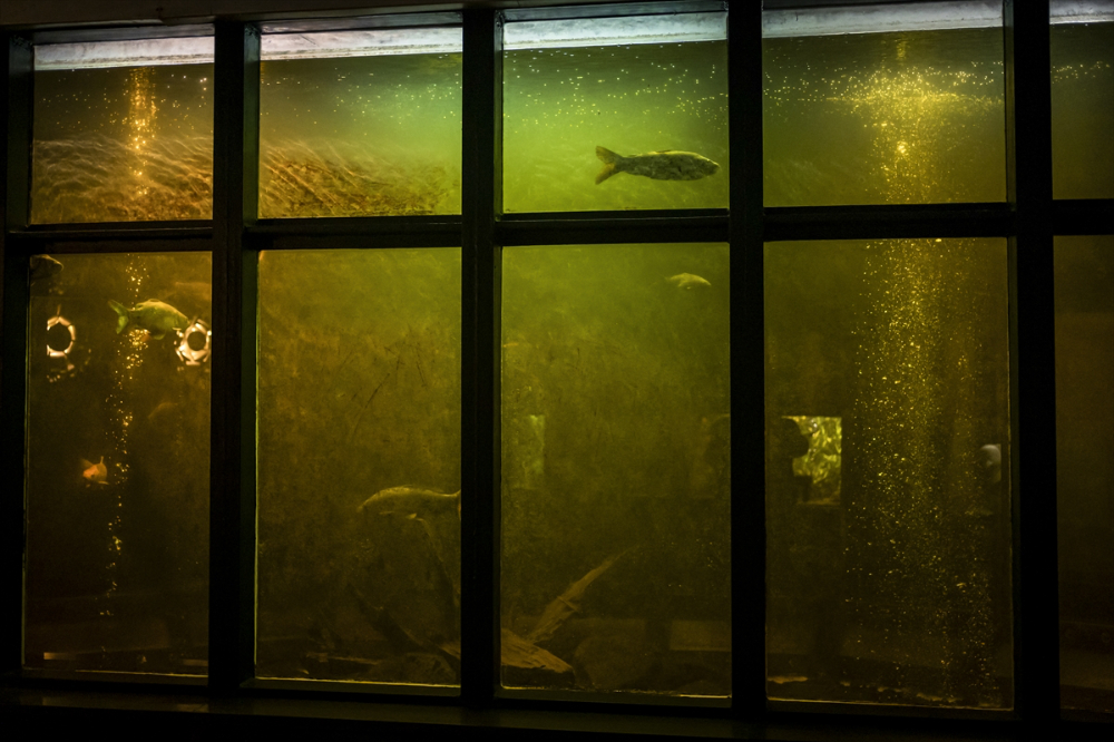 Savaşın gölgesinde akvaryumda ısıtma mesaisi