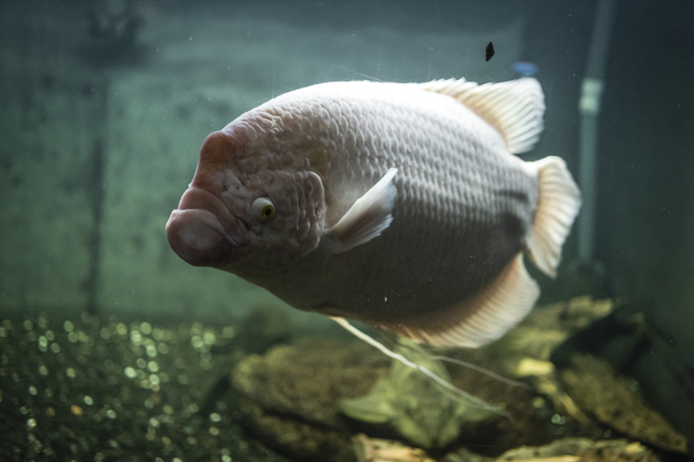 Savaşın gölgesinde akvaryumda ısıtma mesaisi