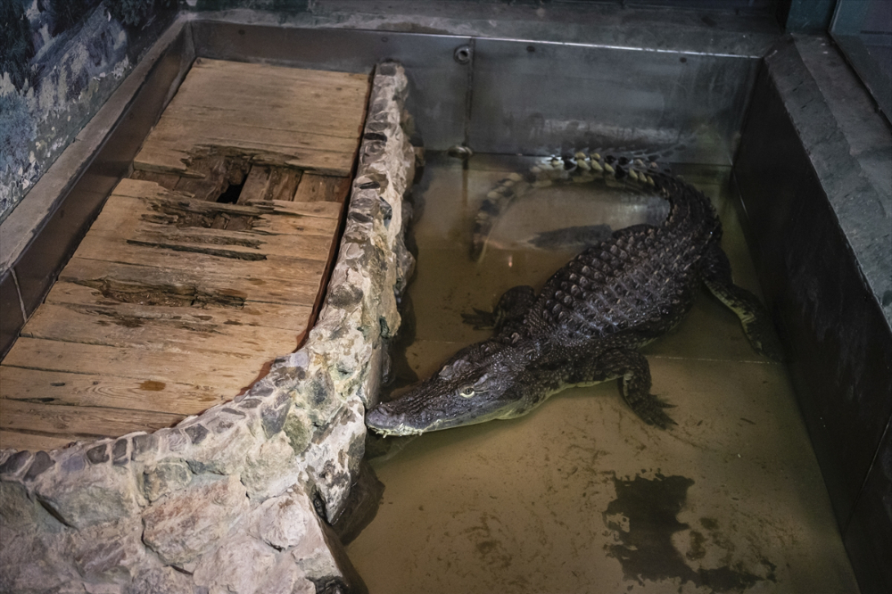 Savaşın gölgesinde akvaryumda ısıtma mesaisi