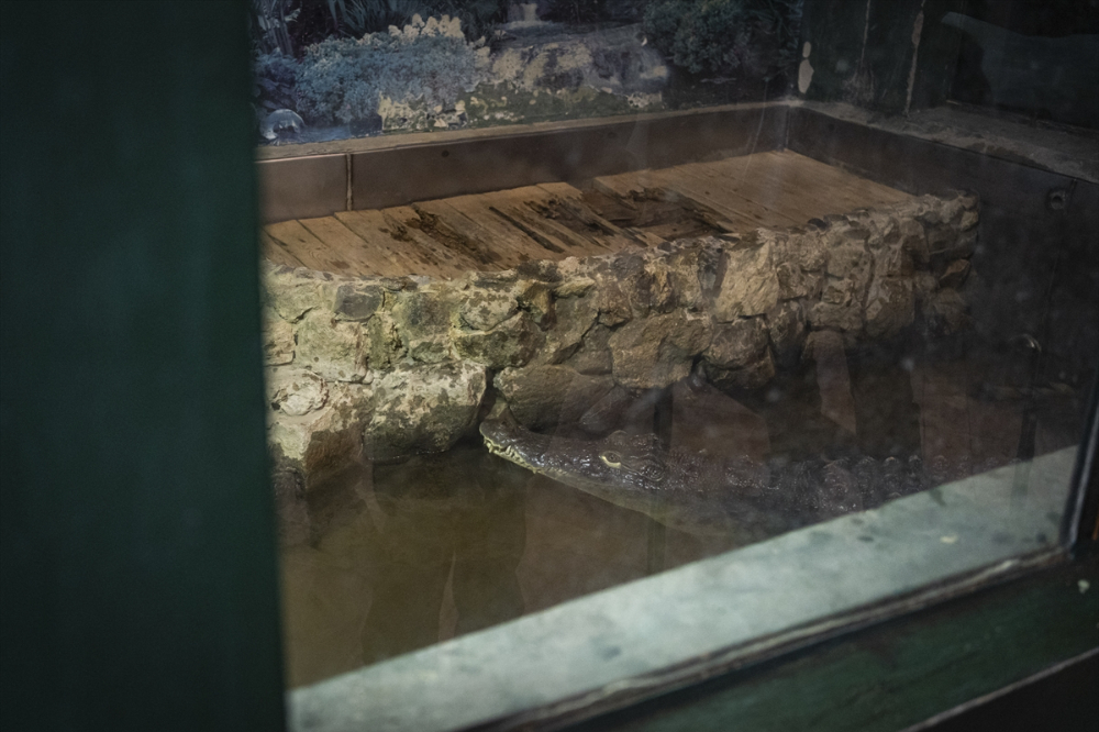 Savaşın gölgesinde akvaryumda ısıtma mesaisi