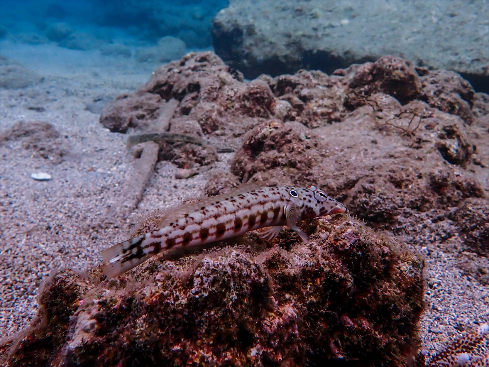 Filipinler'de ender bulunan deniz canlısı türü olan Dev İstiridye Batangas'ta görüntülendi