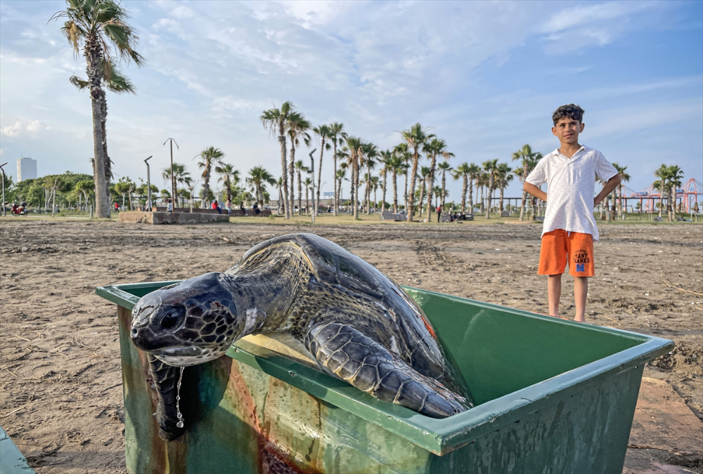 Mersin'de 2 yeşil deniz kaplumbağası denize bırakıldı