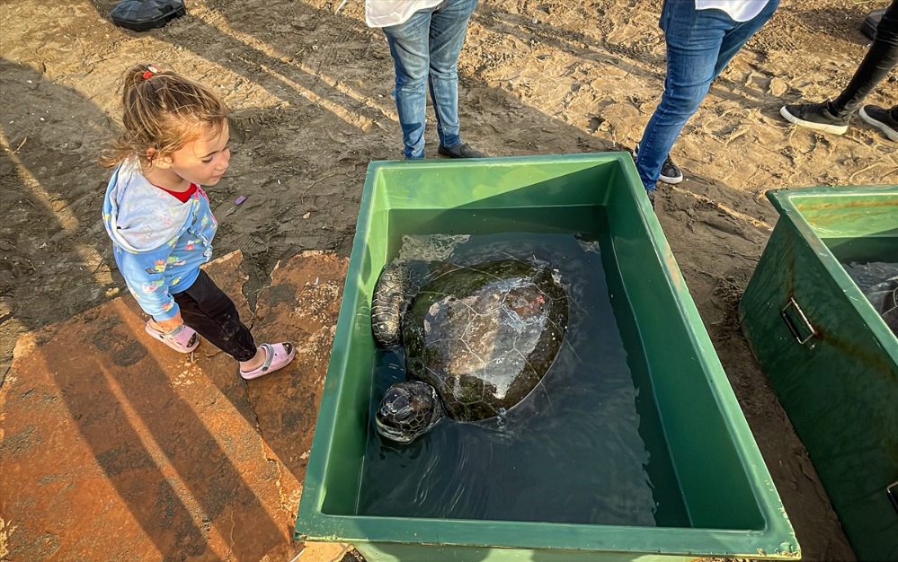 Mersin'de 2 yeşil deniz kaplumbağası denize bırakıldı