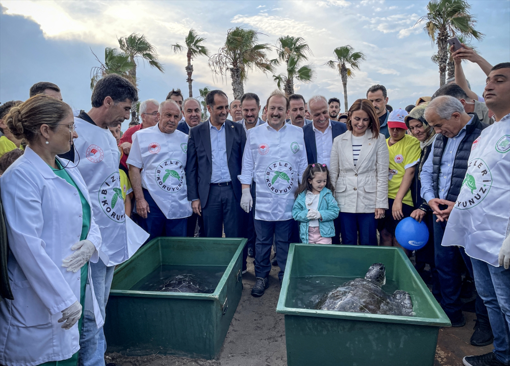 Mersin'de 2 yeşil deniz kaplumbağası denize bırakıldı