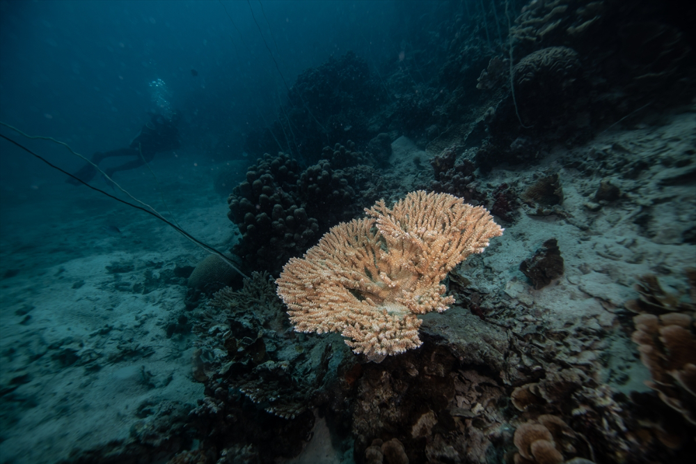 Zanzibar'ın "mercan bahçeleri" balıkçılık tehdidi altında