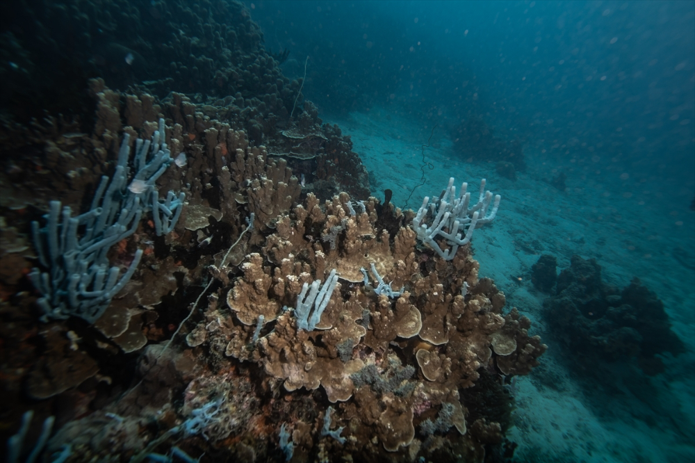 Zanzibar'ın "mercan bahçeleri" balıkçılık tehdidi altında
