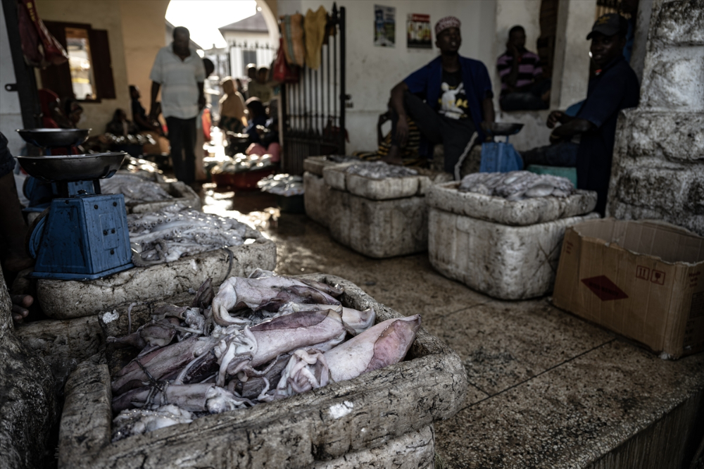 Zanzibar'ın "mercan bahçeleri" balıkçılık tehdidi altında
