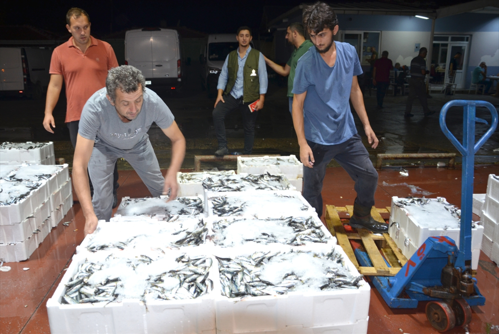 Güney Marmara'da av sezonu sardalya, hamsi ve istavritle başladı