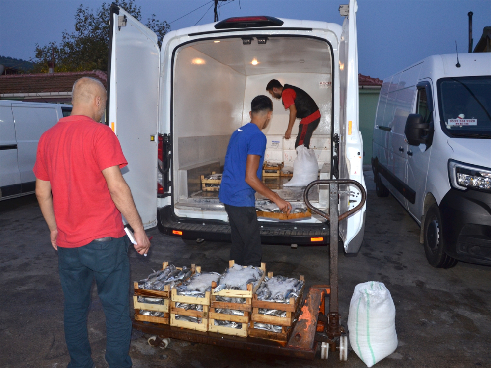 Güney Marmara'da av sezonu sardalya, hamsi ve istavritle başladı
