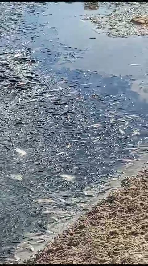 Yozgat Gelingüllü Barajında Çevre Katliamı Yaşanıyor