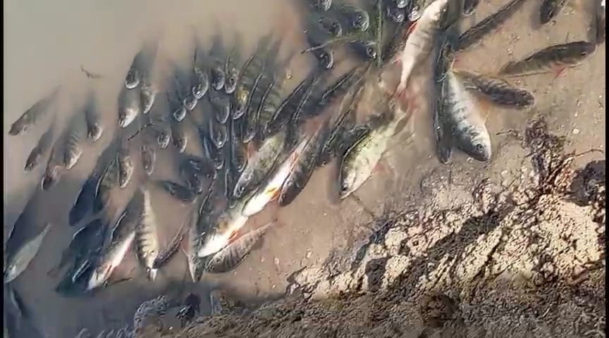 Yozgat Gelingüllü Barajında Çevre Katliamı Yaşanıyor
