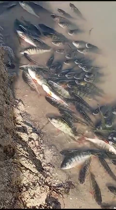 Yozgat Gelingüllü Barajında Çevre Katliamı Yaşanıyor