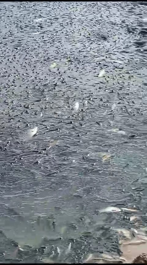Yozgat Gelingüllü Barajında Çevre Katliamı Yaşanıyor