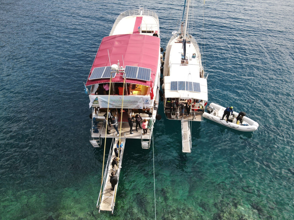 Göcek Körfezi'ne deniz çayırı ekimi yapıldı
