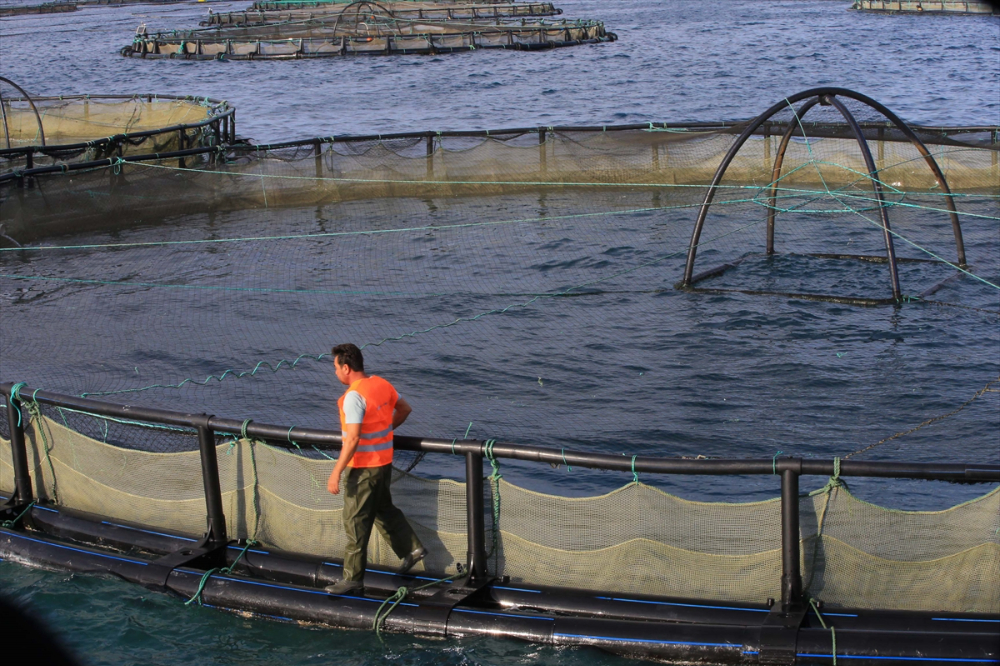 Muğla'dan 11 ayda 700 milyon dolarlık balık ihracatı yapıldı