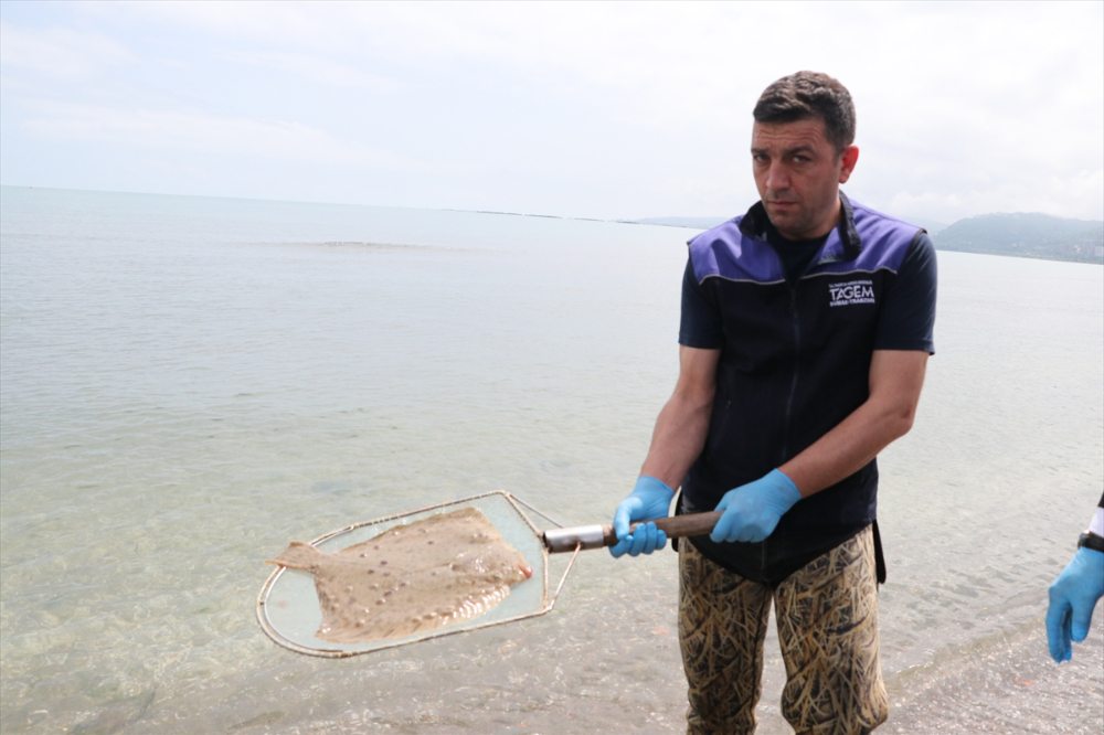 Trabzon'da 10 kalkan denize bırakıldı