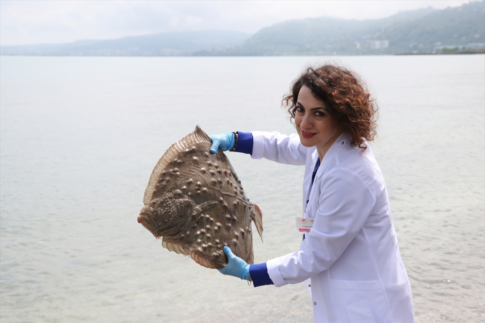 Trabzon'da 10 kalkan denize bırakıldı