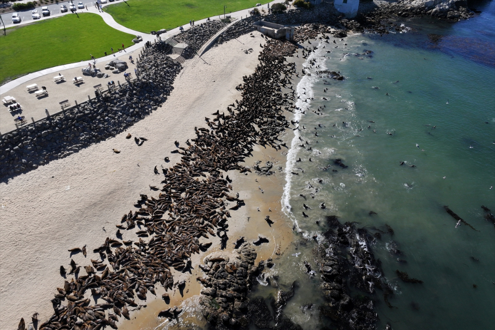 Yüzlerce deniz aslanı California'nın San Carlos sahilini istila etti