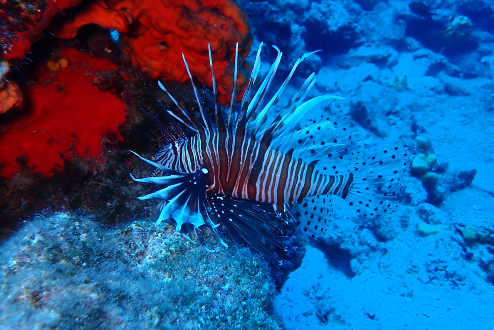 Bodrum, su altı zenginlikleriyle ziyaretçilerini ağırlıyor