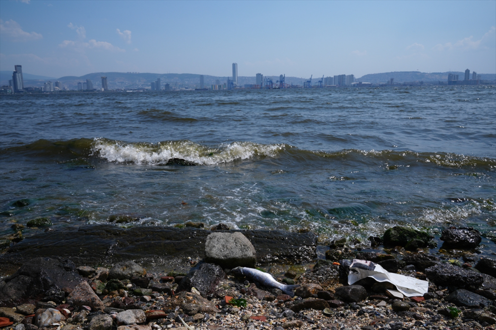 İzmir Körfezi'ndeki kirlilik en çok dip balıklarını öldürüyor